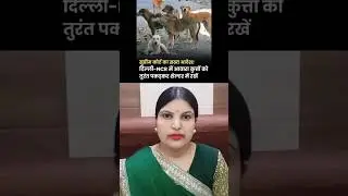 Supreme court on stray dogs #dogs #shorts