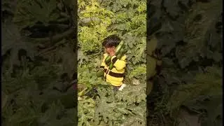 Zucchini harvesting -1 ज़ुकिनी तुड़ाई #zucchini #zucchinifarming #harvesting #kamuana