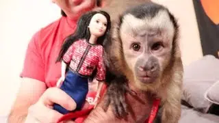 Cute Baby Monkey Meets Brunette Barbie! REACTION