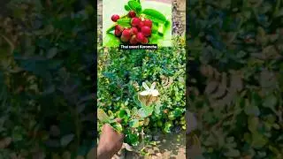 Koromcha ll Thai sweet koromcha.plant available all over India plant delivery c..7478084530#india.