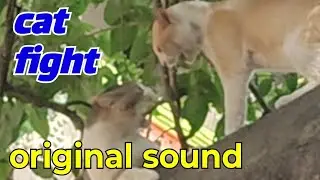 extreme verbal cat fight with original sound cats fighting for their territory