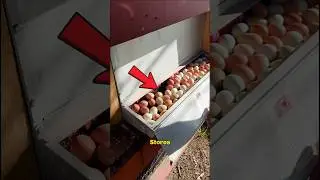 Секрет цен на яйца объяснен