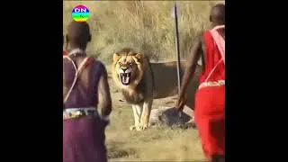 The Showdown Between Tribesmen and Lion #animals #wildlifeentertainment #wildlife #wildtv