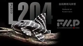 L204，Panaqolus sp，Panaqolus albivermis，金线黑斑马