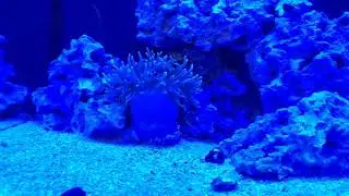 Long Tentacle Anemone settles in reef tank (Time Lapse)