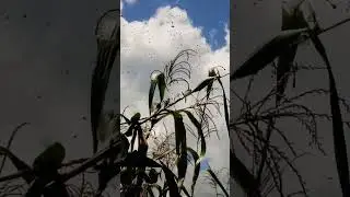 14 September 2025. new swram
