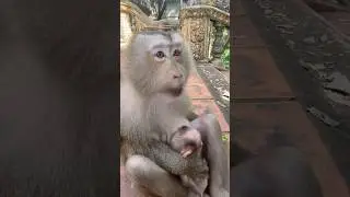 😌 REAL JUNGLE ASMR Chewing Sounds #SHORTS