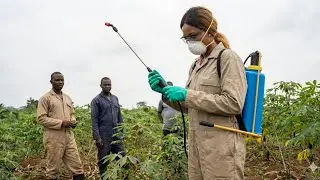 How to use systemic herbicide effectively in Farm