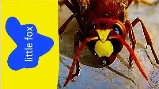 meet the animals 114: hornet