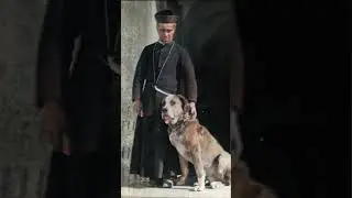 Saint Bernard Dog, A Legendary Mountain Rescue 