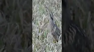 Wait For It! American Bittern SLOW Neck Stretch Imitates Reeds to Camouflage Itself #bittern #birds