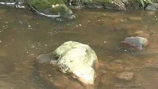 La Freza o Desove del Salmón Atlántico en el Río Narcea en Asturias Paraíso Natural