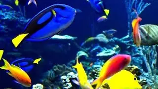 New Tetra Aquarium Setup | Aquarium Tank | Home Innovations|#shorts&nbsp;#aquarium&nbsp;#fish&nbsp;#youtubeshorts&nbsp;