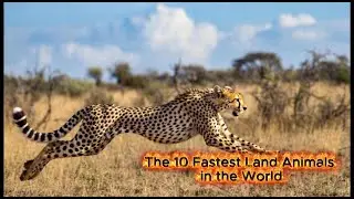 The 10 Fastest Land Animals in the World