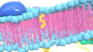 Cell membrane diagram preview