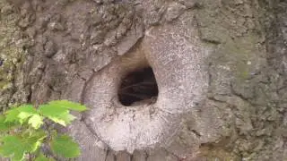 Oostflank Wijchen deel 109 / vleermuizen vertragen kap boom