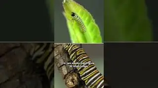 This Caterpillar Is an Eating Machine | #DeepLook #Shorts