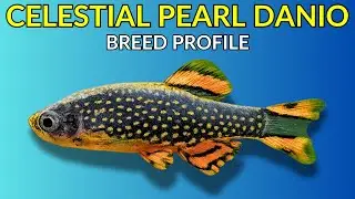 Celestial Pearl Danio Care Guide | Tank Setup  Feeding  Breeding & Lifespan
