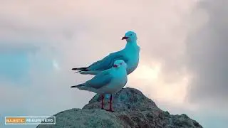 Wildlife Animals & Birds in 8K Ultra HD | Relaxing Nature Scenery for Deep Calm