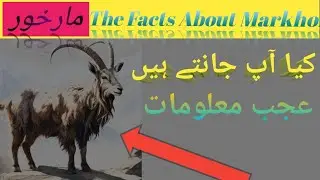 Why markhor is national animal of Pakistan |  مارخور کے بارے دلچسپ|