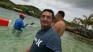Roatan Dolphins