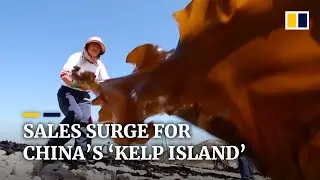 China&rsquo;s &lsquo;kelp island&rsquo; expecting multimillion dollar sales windfall as seaweed prices rise