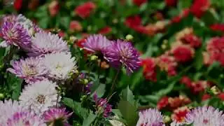 5 Gardening Tips from the Colorado State University Trial Garden (Video)
