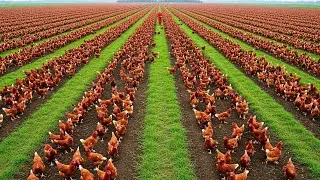 Inside Mega Chicken Farms &mdash; Millions of Free-Range Chickens & Billions of Eggs Produced!