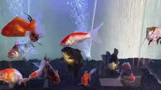 Akuarium Sederhana,, #goldfish #ranchu #cleanwater #orandagoldfish #sweetfish #airbening #lovefish