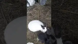 წლიური მოგება კურდღლის.