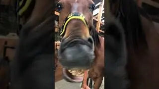 Koniec 2025 r🥳wiem trochę się sp&oacute;źniłam ale byłam w Rumuni#horse #equestrian #2025