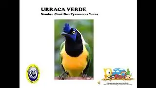 Urraca Verde - Canto