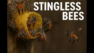Stingless bees live I As busy as bees