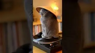 Zen Cat Spin 🌀🎋 Japanese Vinyl Aesthetic #ZenCat #JapanVibes