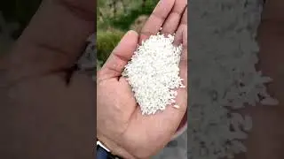 Black Salt Aromatic Variety 🌾#shorts