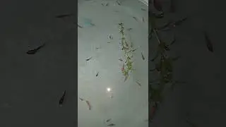 my betta fry now #bettafish #bettafry