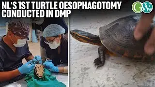NL&rsquo;S 1ST TURTLE OESOPHAGOTOMY CONDUCTED; RARE SURGERY SAVES JUVENILE ASIAN BOX TURTLE