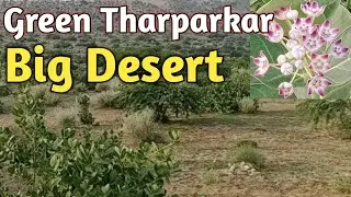 Green tharparkar desert | beautiful scane
