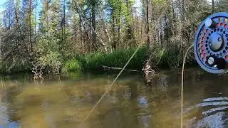 Fly Fishing a Northern Michigan Creek for Brown Trout