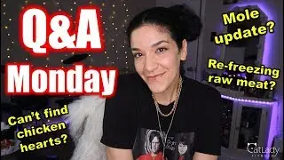 Mole update? Re-freezing raw cat food? Do cats like bunnies? Opinion on neutering? (Q&A Monday!) 😻🤔