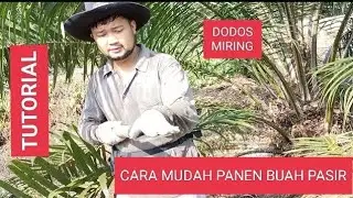 PANEN SAWIT BUAH PASIR AGAR TIDAK TERJEPIT. SEPERTI INI CARANYA AGAR LEBIH MUDAH