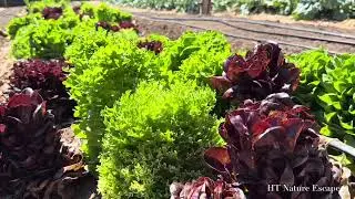 Peaceful Organic Vegetable Garden! Happy Farm at Deer Park Monastery Vườn Rau Hữu Cơ tại TV Lộc Uyển