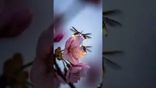 Fireflies magical insects #birdsong #animals #nature #firefly