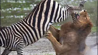 Animal Fight Series 1