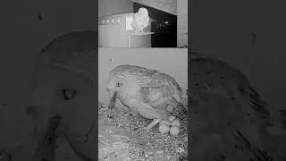 🦉 Barn Owl Gulps a Mouse Beside Six Eggs