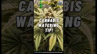 Cannabis Watering Tips for Beginners | Simple Guide
