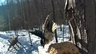 Epic Slow Motion Fail & Recovery: Downy Woodpecker Blown Off Feeder in Windy Nicolet Forest!