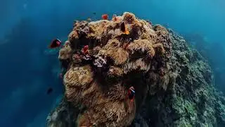 insta360 x5 dive case pro + gopro 11 綠島 | 溫泉港小丑魚王國