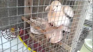 Ringneck dove pair mating