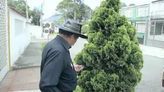 ROGELIO AMAYA - EL REGRESO DE LA PANAMEÑA (2013)